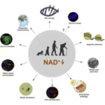 NAD+ 500MG